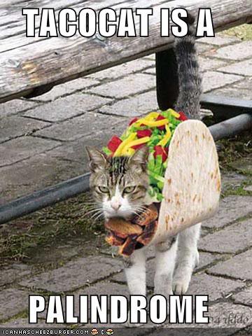 funny-pictures-tacocat.jpg