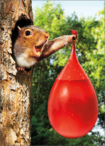 cd10259-squirrel-waterballoon-birthday-card.jpg