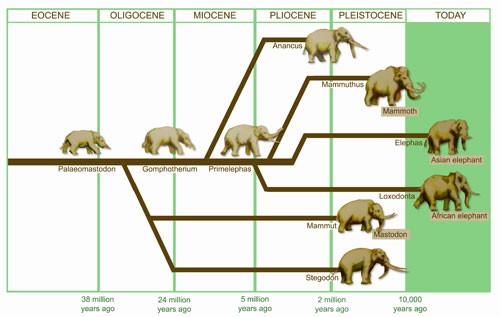 elephant-evolution.jpg