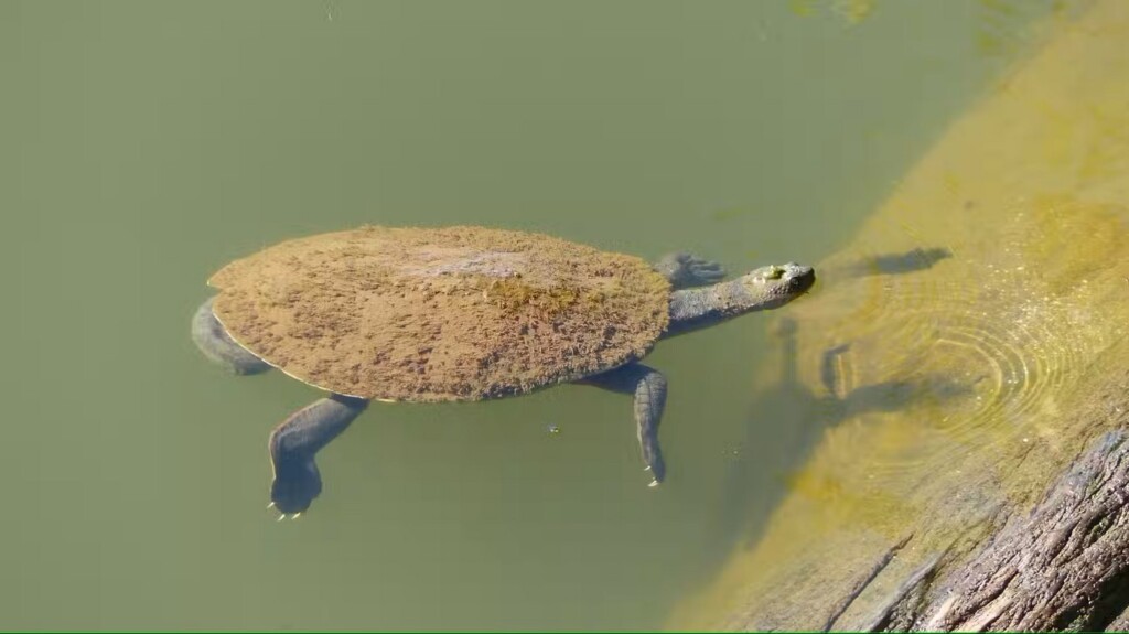 The-Mary-River-turtle-credit-Marilyn-Connell-the-Mary-River-Turtle-1024x575.jpg