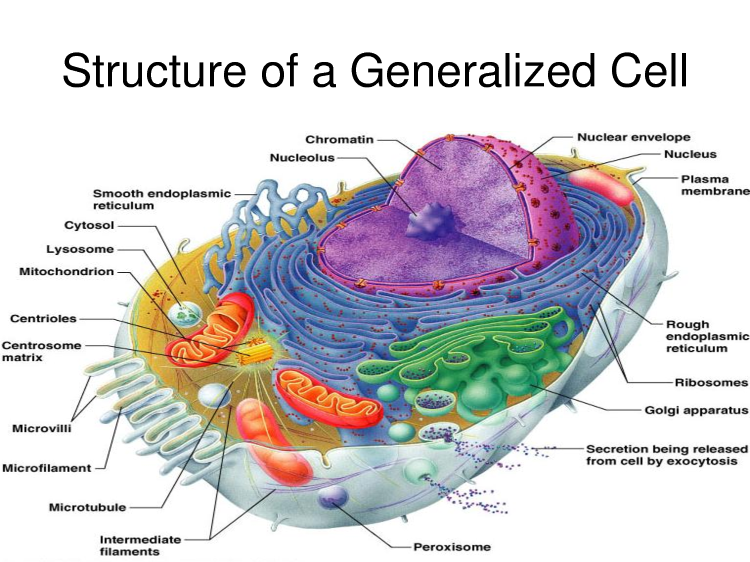 Structure-of-a-generalised-cell.png