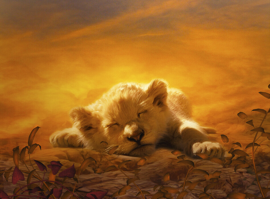 lion-cub-sleeping.jpg