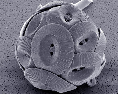 Coccolithus_pelagicus.jpg