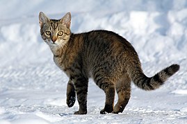 269px-Felis_catus-cat_on_snow.jpg