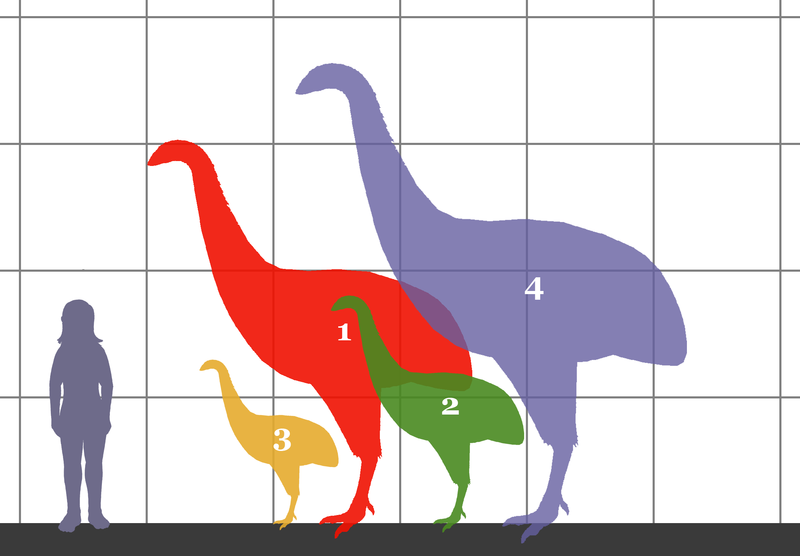 800px-Dinornithidae_SIZE_01.png