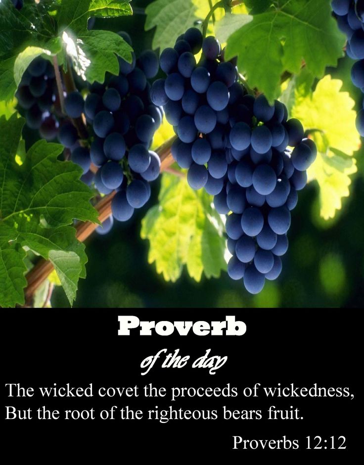 407a04f070f92a0853fde1bcce7c98ae--bible-proverbs-psalms.jpg