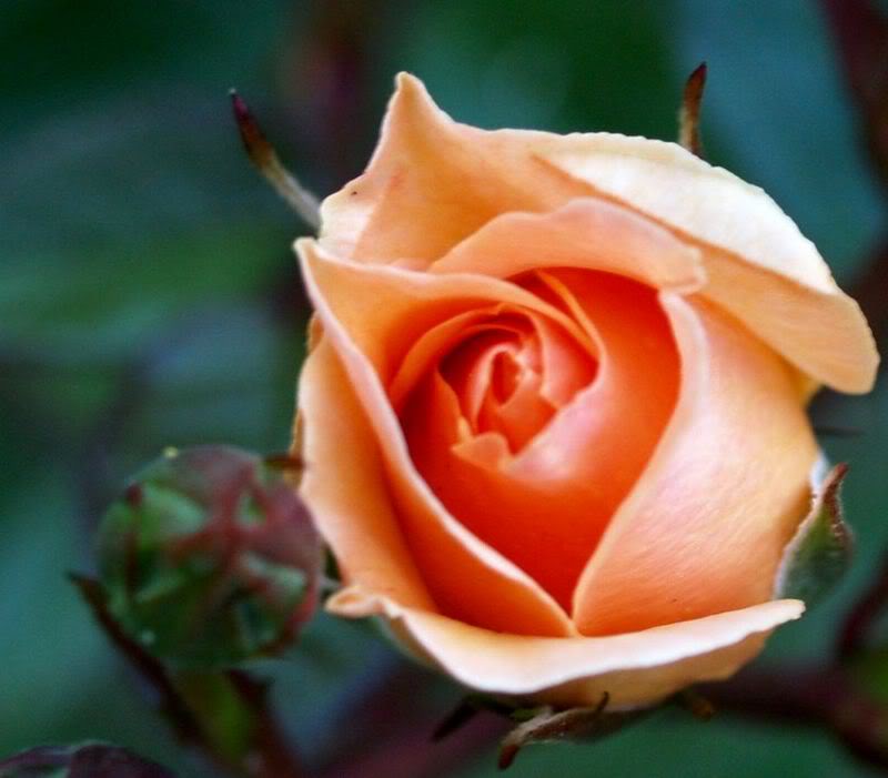 PeachRose002.jpg