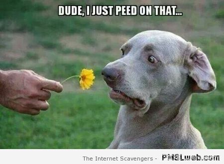 Dude-I-Just-Peed-On-That-Funny-Flower-Meme-Picture.jpg