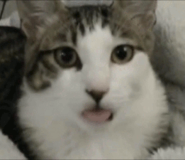 1333440281640.gif