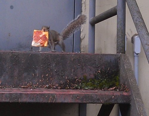 pizza-squirrel-stealing-slice-caught-13647628080.jpg