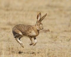 9913500129_Black-tailed_Jackrabbit_10-20-2007_2.jpg