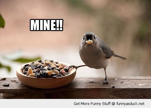 funny-bird-food-foot-mine-angry-pics.jpg