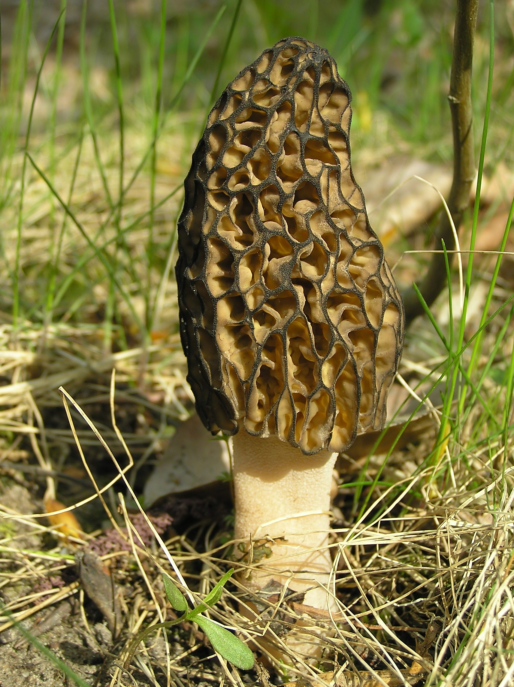 Morchella_conica_1_beentree.jpg
