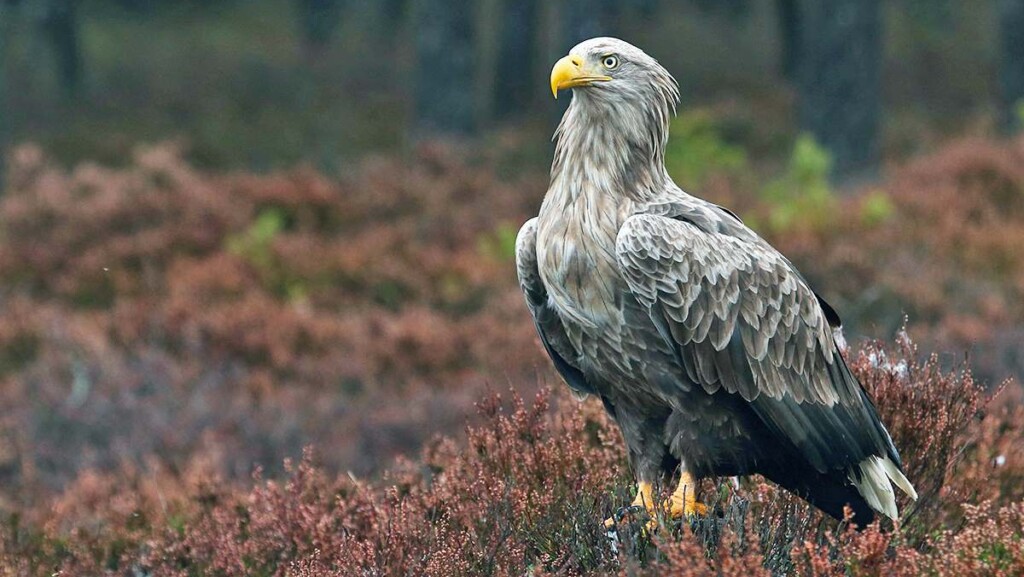 White-tailed-eagle-adult-on-the-island-of-Hiiumaa-in-Estonia-Karl-Adami-e1715014430363-1024x577.jpg