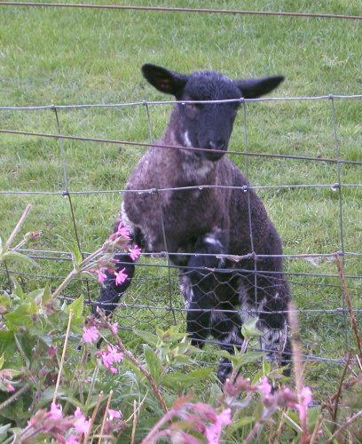 sandlinglamb1.jpg