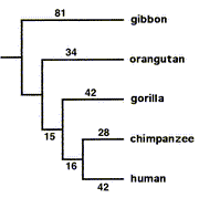 Ape_clade_humans_and_chimpanzees.gif
