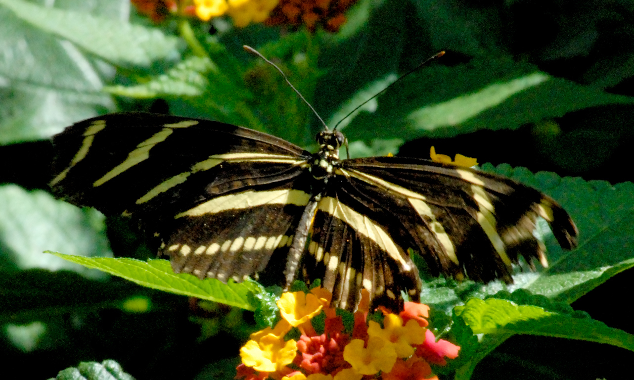 butterfly13.jpg