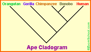 Apecladogram.GIF