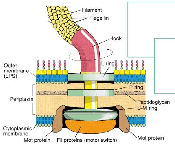Structure-of-the-prokaryotic-flagellum.jpeg