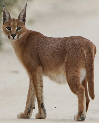 330px-Caracal_on_the_road%2C_early_morning_in_Kgalagadi_%2836173878220%29_%28cropped%29.jpg