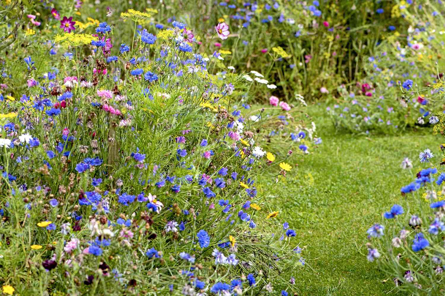 Wildflowers in and English cottage garden with a grass path, in the soft summer sunshine