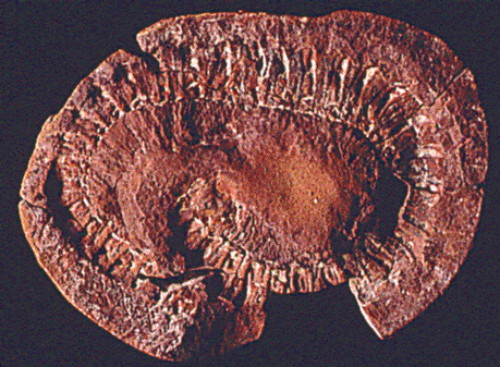 mazonmillipede.gif