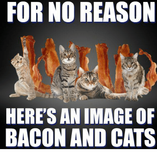 for-no-reason-heres-an-image-o-bacon-and-cats-24155045.png