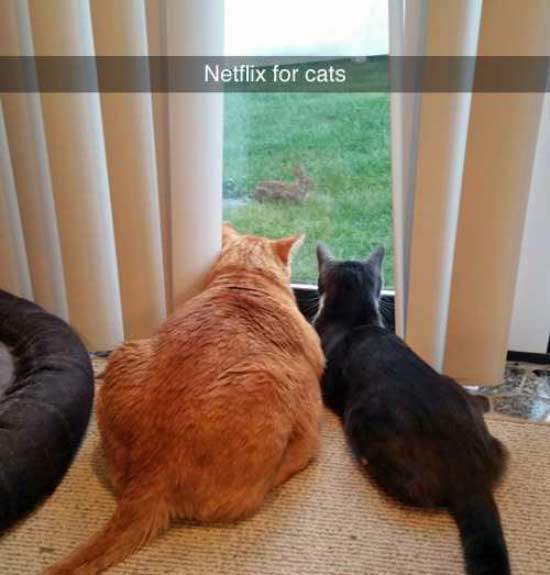 funny-snapchats-netflix-for-cats.jpg