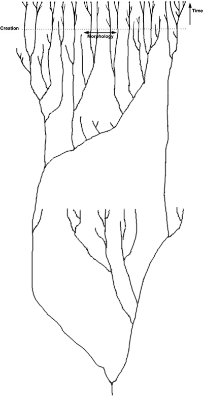 phylogenic_tree.png