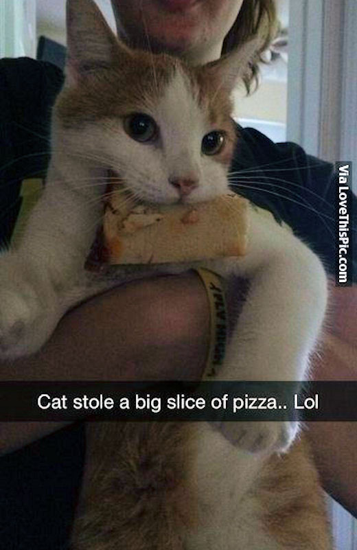 195047-Cat-Stole-A-Big-Slice-Of-Pizza.jpg