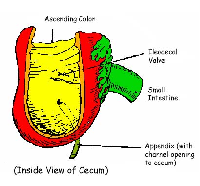 CecumColorNew.jpg