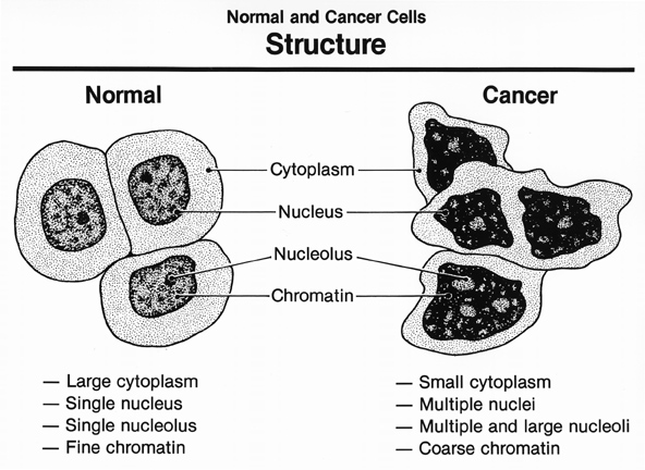 normal_cancerous_cells_nci.jpg