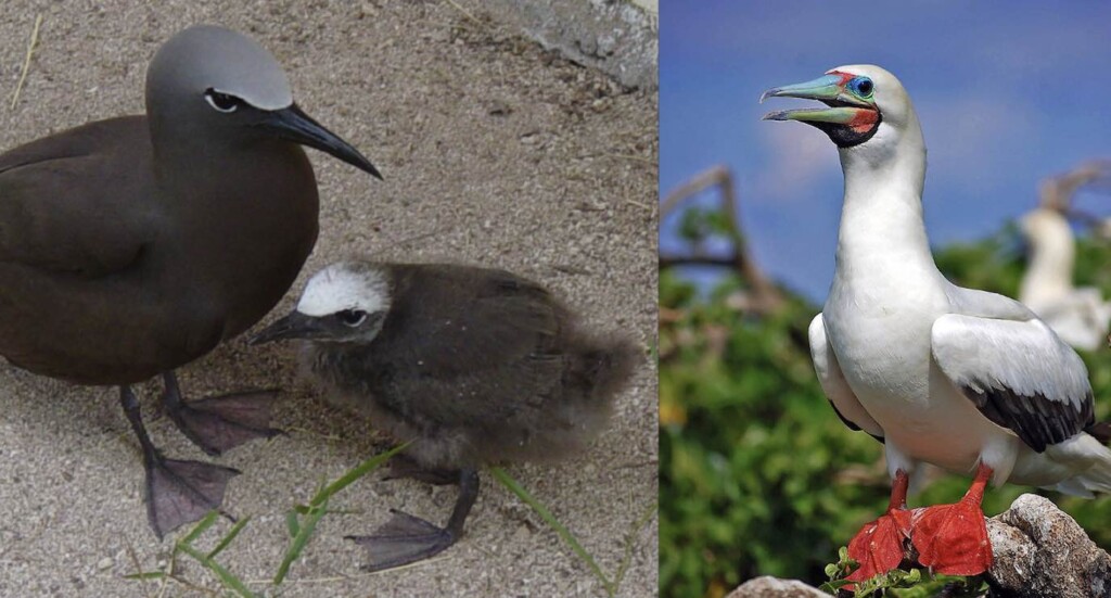 Seabird-brown-noddy-cc-Phil-Guest-and-red-footed-booby-cc-Gregg-Yan--1024x551.jpg