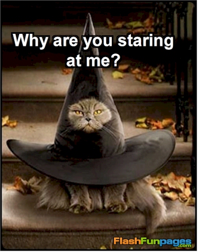 cat-in-witch-hat.jpg