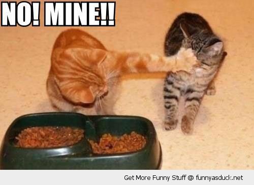 funny-angry-billy-cat-food-bowl-no-mine-pics.jpg
