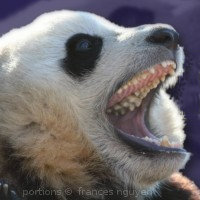 pandasthumb.org