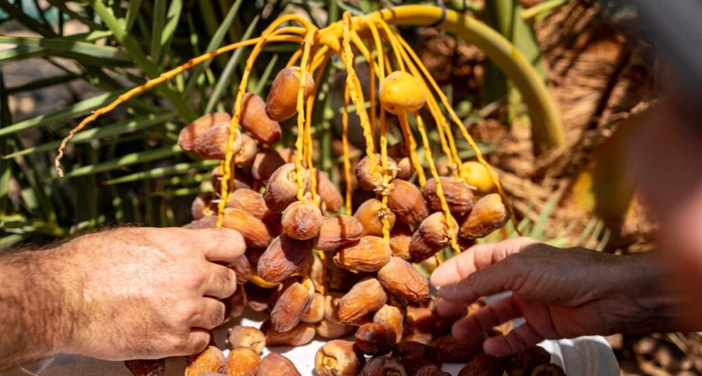 dates-growing-in-holy-land-submitted-Arava-Institute-1024x549.jpg