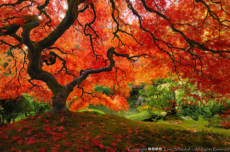 autumn-photography-tom-schwabel.jpg