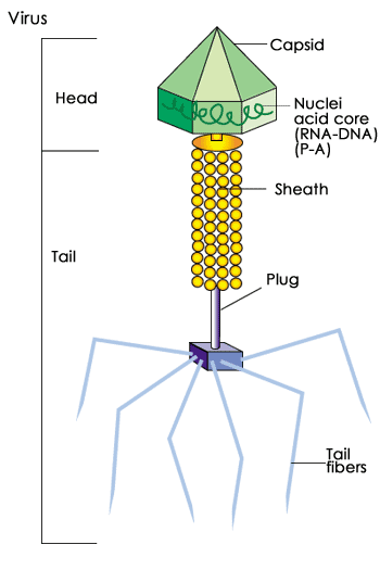 structure.gif