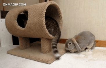 funny-cat-annoying-a-bunny-with-its-tail.gif