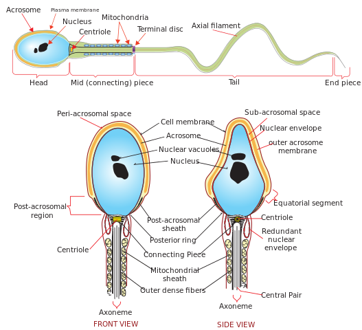 527px-Complete_diagram_of_a_human_spermatozoa_en.svg.png