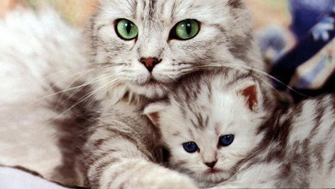 Mother_Cat_and_Kitten.jpg