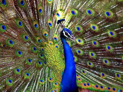 a-peacock-spreads-its-feathers-at-the-alipore-zoo.jpg
