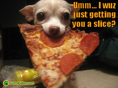 Funny-Pizza-Slice-Thief-Dog-Picture.jpg
