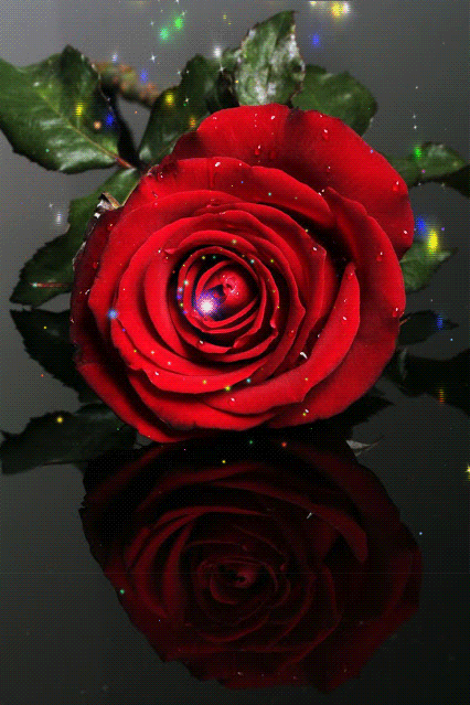 440-gif-red-roses-ideas-red-roses-beautiful-roses-rose.gif