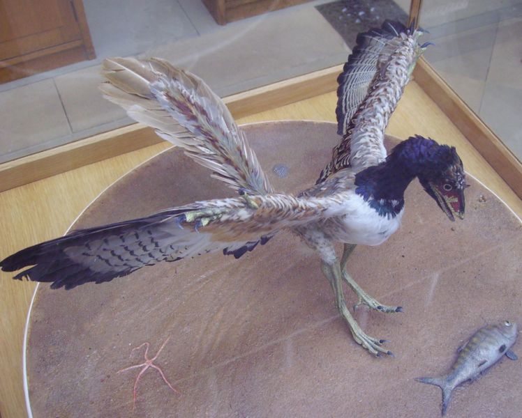 Archaeopteryx_2.JPG