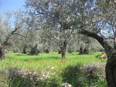 Olive+trees.jpg