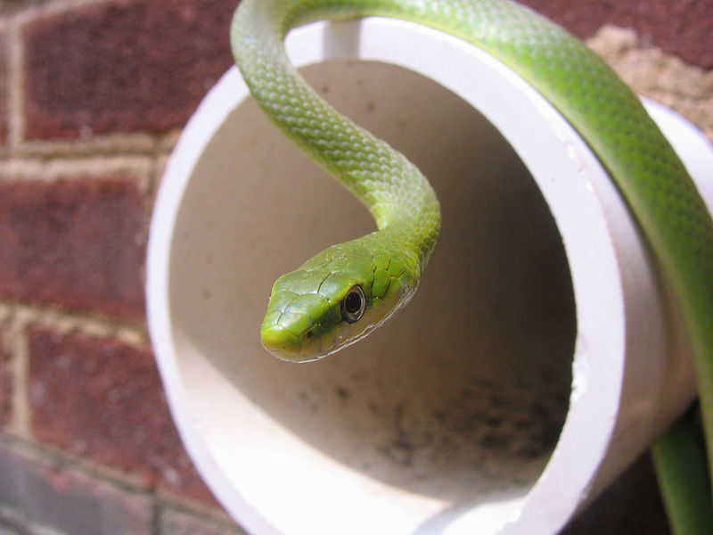 800px-Green_snake_on_wall_drain.jpg