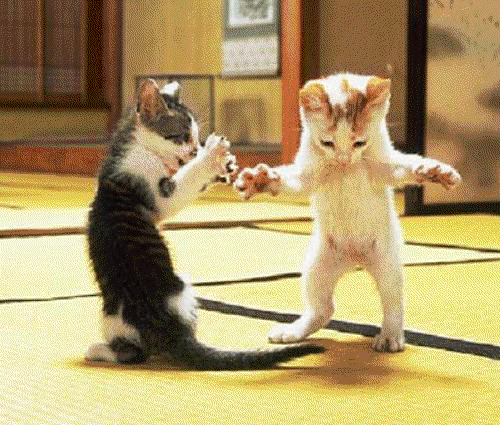 dancing_kittens.gif