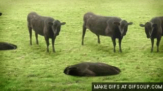 cows-cows-cows-o.gif